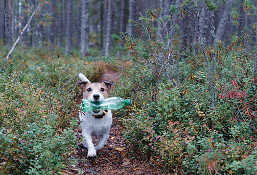 Jack Russell Terrier dog cleaning forest from plastic