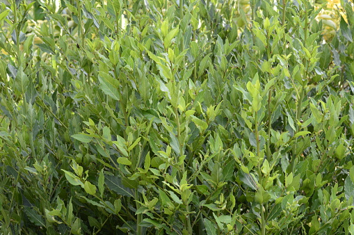 Closeup Laurus nobilis known as laurel with blurred background in summer garden