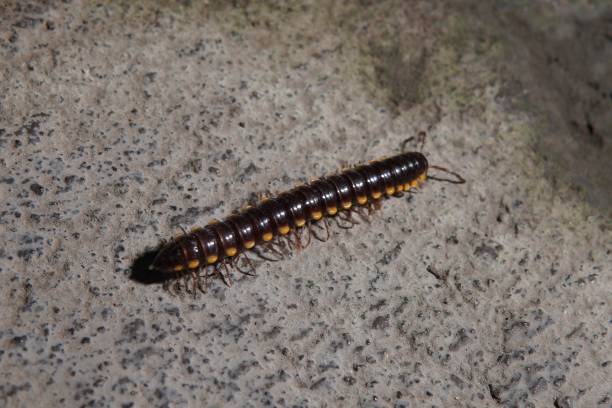 istock Harpaphe haydeniana or (Yellow-spotted millipede, almond-scented millipede, cyanide millipede, kaki seribu, luwing, luing, keluwing, luluh) which is creeping 1707997804