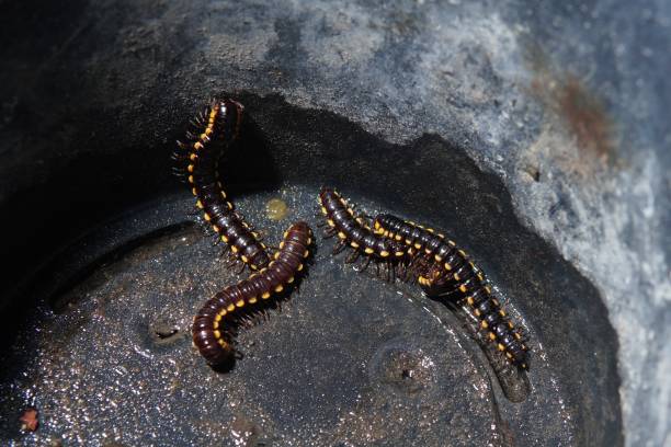 istock some Harpaphe haydeniana or (Yellow-spotted millipede, almond-scented millipede, cyanide millipede, kaki seribu, luwing, luing, keluwing, luluh) which is creeping 1707998417