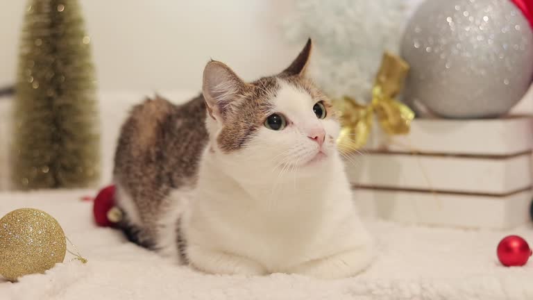 Domestic cat and New Year or Christmas. Cat among Christmas decor on a white carpet. Pet