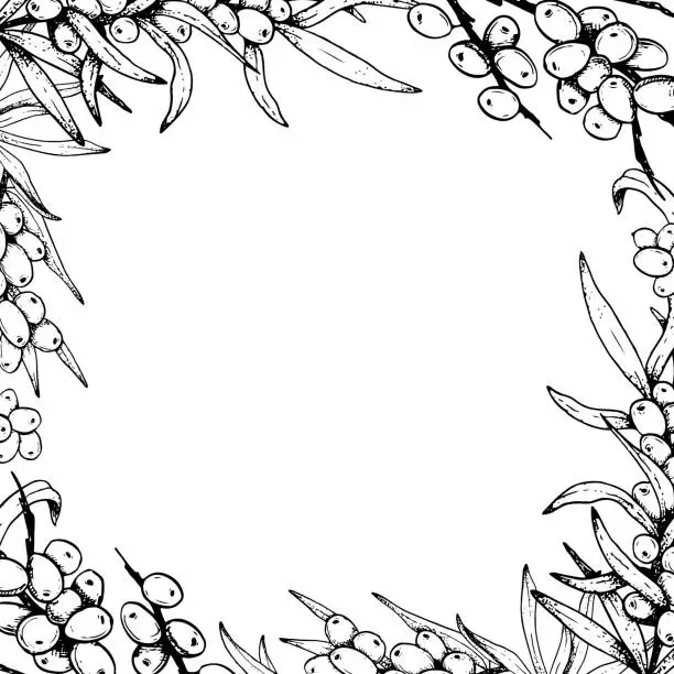 Vector illustration of Square sea buckthorn frame vector template with branches and berries. Outline black and white floral illustration