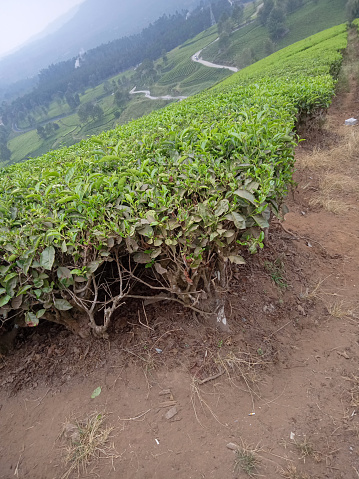 tea tree with dry soil