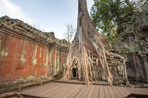 Giant tree roots cover the Ta Prohm temple at Angkor Wat and claim their place in nature