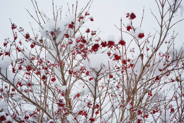 istock A branch of a tree in winter, covered with fresh white fluffy snow 1708015521