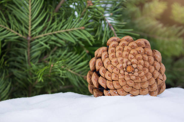 cono de pino marrón sobre nieve con ramas de pino y abeto. tarjeta de celebración de vacaciones de invierno nevada, fondo borroso desenfocado. espacio de copia - january pine cone february snow fotografías e imágenes de stock