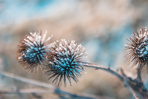 Dry thistle plants covered in snow on a frosty and sunny winter morning, close up