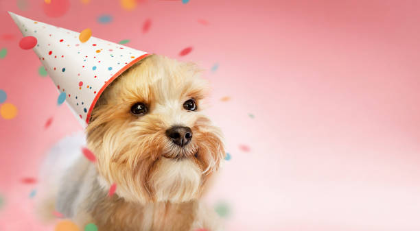 istock Small dog wearing a party hat celebrating birthday. 1708068144