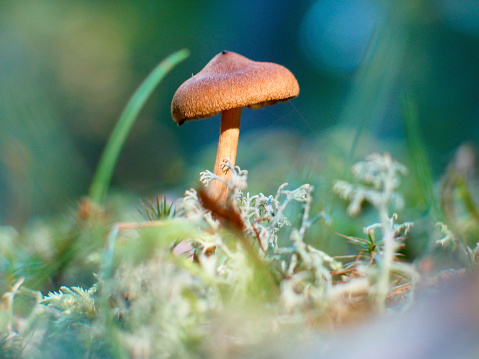 Close-up of one small brown decorative mushroom among lichen in forest in autumn.