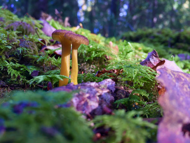 Two funnel chanterelles growing in green moss and old brown leaves in the forest in autumn.