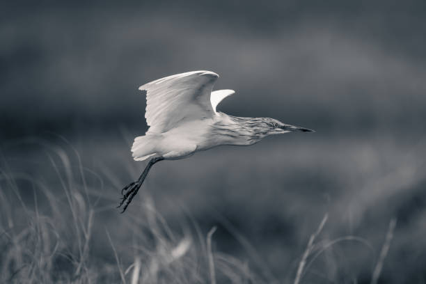 istock Mono squacco heron flies with grassy foreground 1708082487