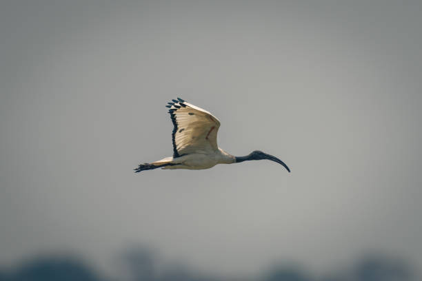 istock African sacred ibis passes trees raising wings 1708082488