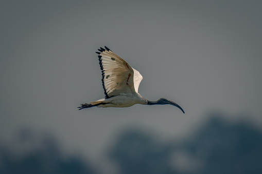 White Ibis on Key Biscayne