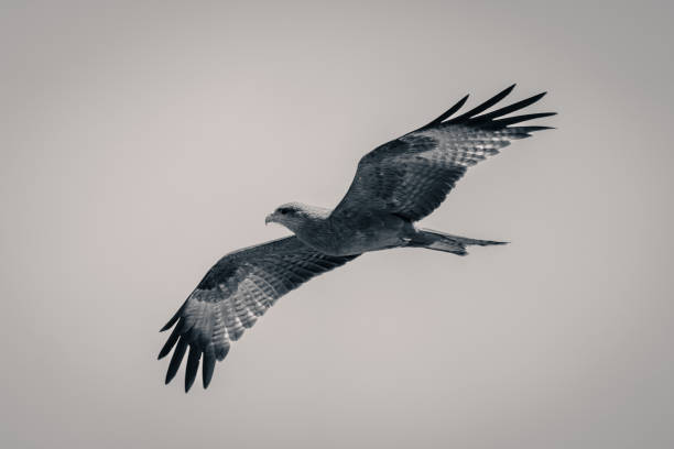 istock Mono yellow-billed kite gliding through blue sky 1708083031