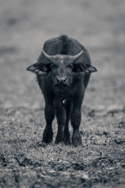 istock Mono young Cape buffalo stands facing camera 1708083061