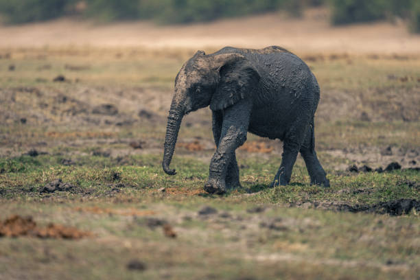 istock Muddy baby African bush elephant crosses floodplain 1708083081