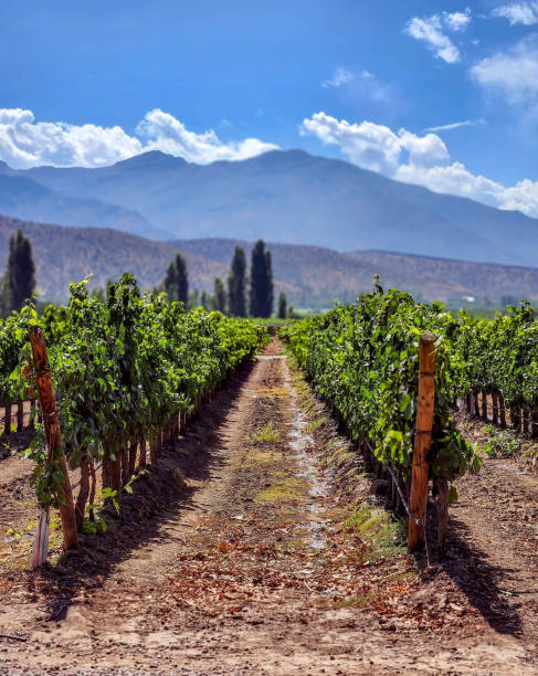 istock Chilean grape farm, wine grapes 1708089336