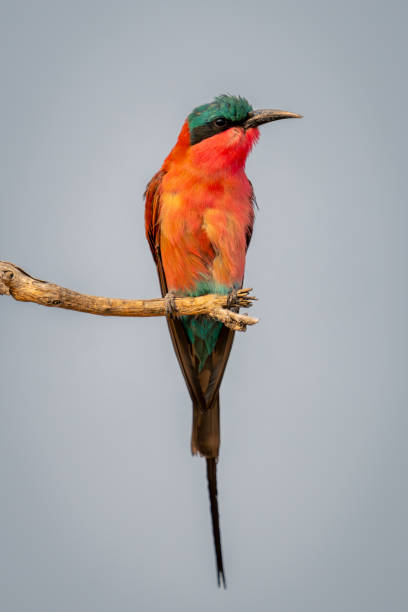 istock Southern carmine bee-eater looks right on branch 1708090972