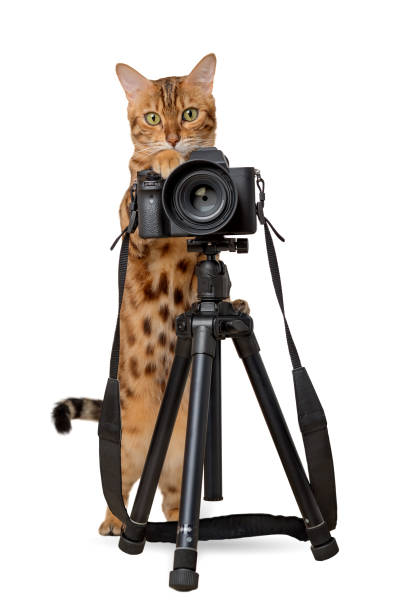 istock Bengal cat with a SLR camera on a white background. 1708093839