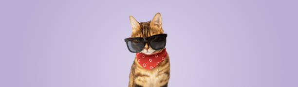 Bengal cat wearing sunglasses and a neckerchief on a purple background. Bengal cat wearing sunglasses and a neckerchief on a purple background. Copy space. cat with clothes stock pictures, royalty-free photos & images