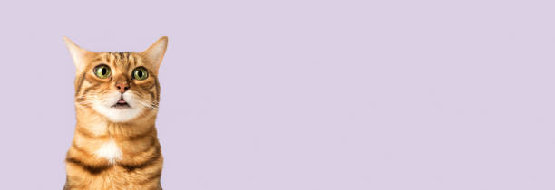 istock Funny cat face on a purple background. 1708096214
