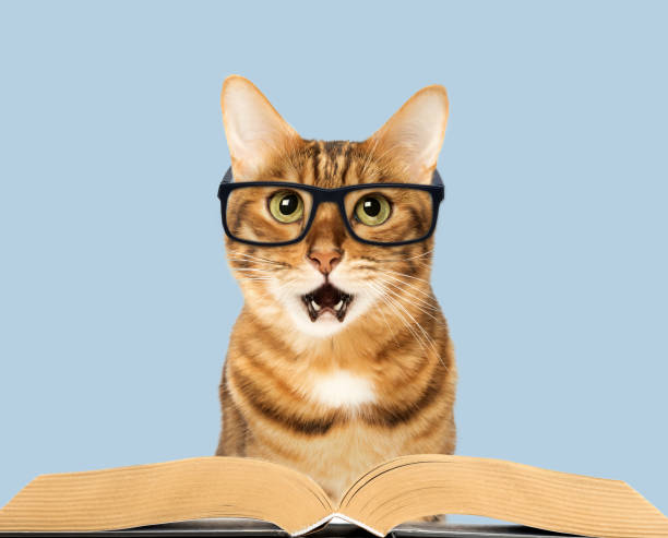 istock Funny amazed cat in glasses with a book on the background. 1708097326