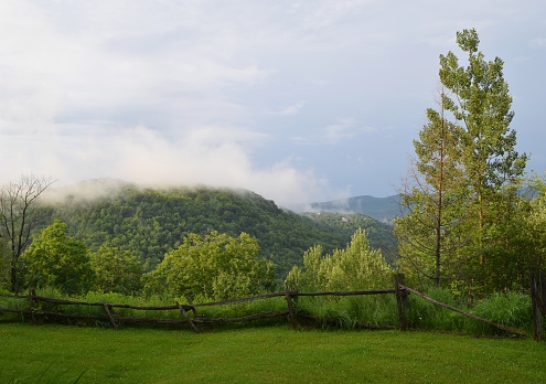 forest area in late Summer, with low clouds  in the background