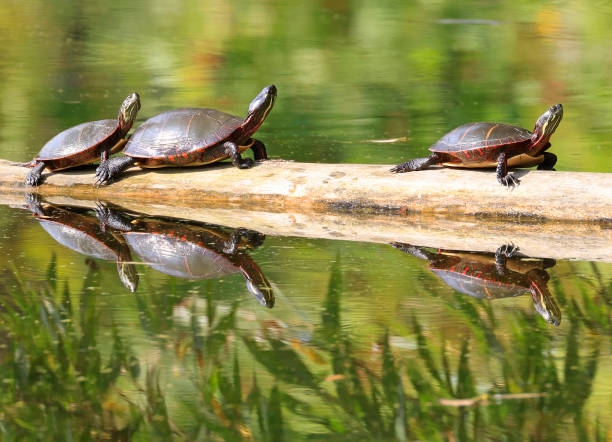 istock ainted Turtles (Chrysemys picta marginata) with their reflection in the water 1708127022