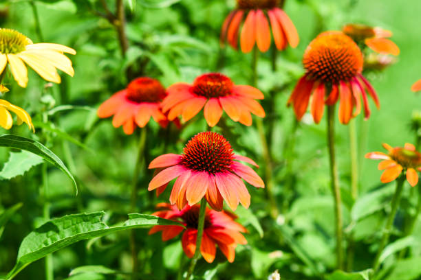 istock Pine flowers blooming in the garden in forest. 1708143450