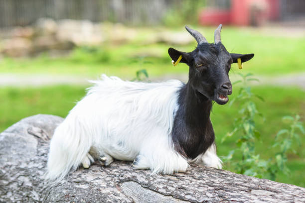 Goat grazing in the yard in summer.