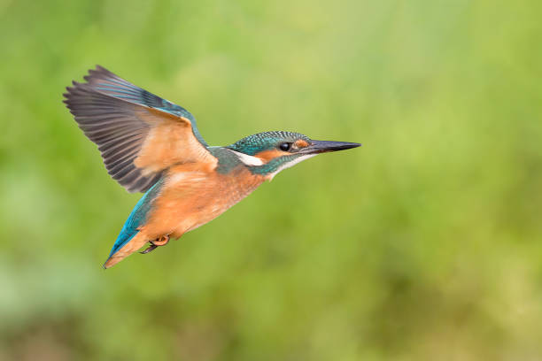 istock In flight, the young kingfisher (Alcedo atthis) 1708155579