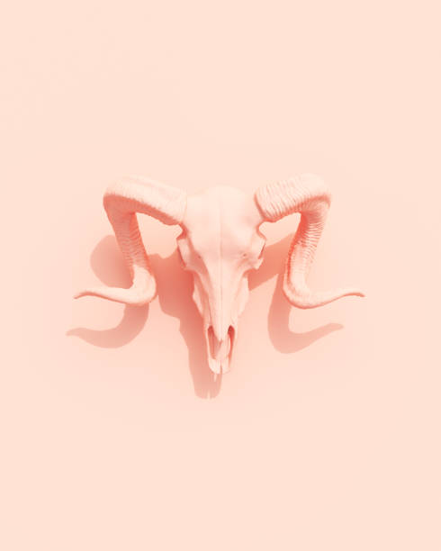 istock Rose pink ram skull Halloween peach background creepy witchcraft horror aesthetic 1708170176