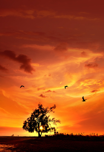 Dramatic landscape with large single tree over sunset sky and people in Sarasota, Florida