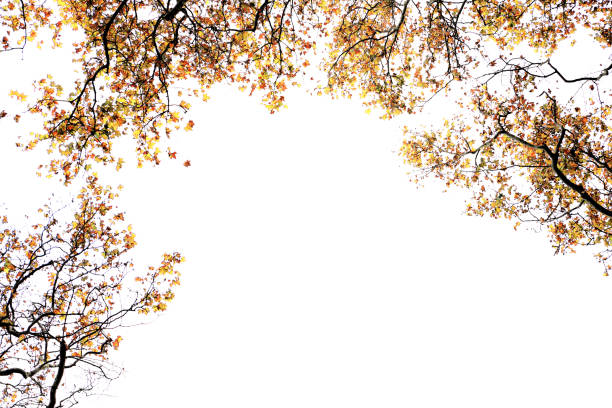 Tall trees with colorful leaves over clear white sky