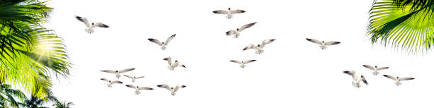 istock Shiny palm tree leaves and seagulls over white background 1708204847