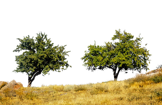 Two trees on barren countryside landscape
