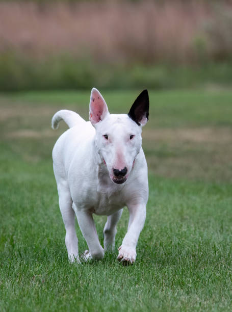 istock Action portrait of a moving white bull terrier 1708235375