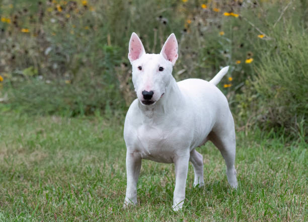 Posing white bull terrier at a park for a natural portrait All white bull terrier posing for a natural outdoor portrait at a park bull terrier stock pictures, royalty-free photos & images