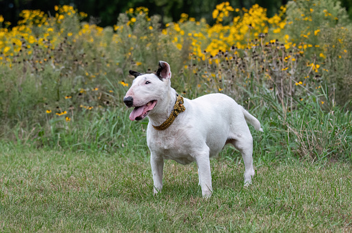 Older bull terrier in the park posing for a natural portrait by flowers