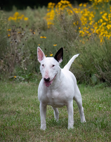 Natural outdoor portrait of a white bull terrier