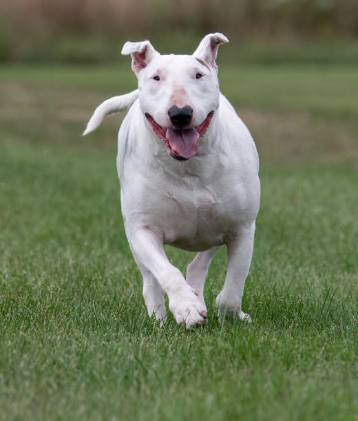 istock Running white bull terrier in the grass 1708235943