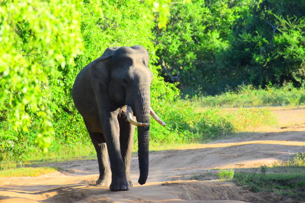 istock Sri Lankan Elephant in Wild 1708238228