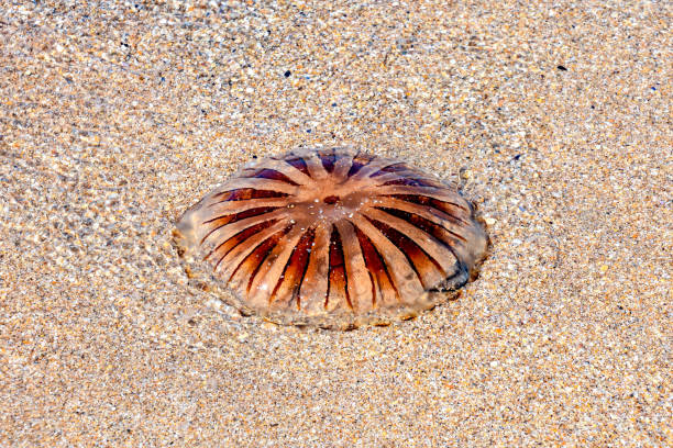 istock Empty mediterranean sand beach in south france 1708241648