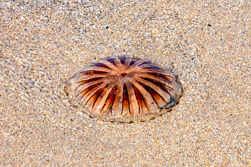 jellyfish