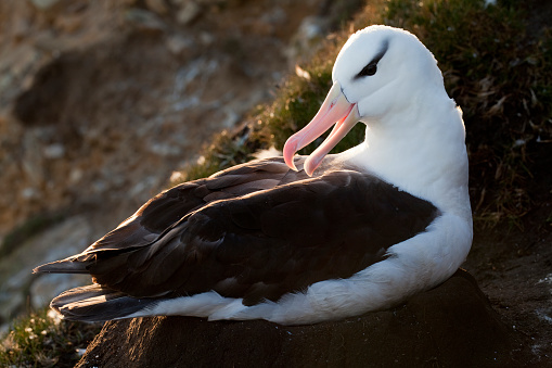 Black-Browed Albatross, Falkland Islands.