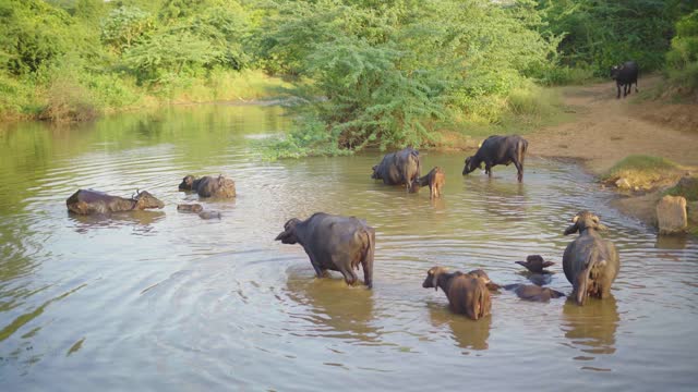 Herd of Domestic Water Buffaloes or Bubalus bubalis bathing in a water stream of rural india