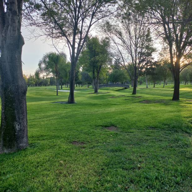 istock Green forest trees in the morning 1708260580