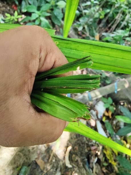 istock Green plant  in hand, 1708267311