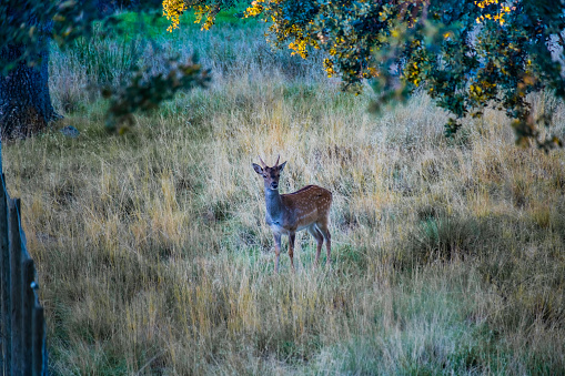 A fawn in the middle of nature on a sunny autumn day. Riofrio Forest, Segovia, Spain.