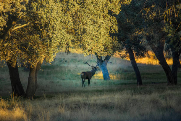 istock A quiet male fallow deer in a natural park 1708296474